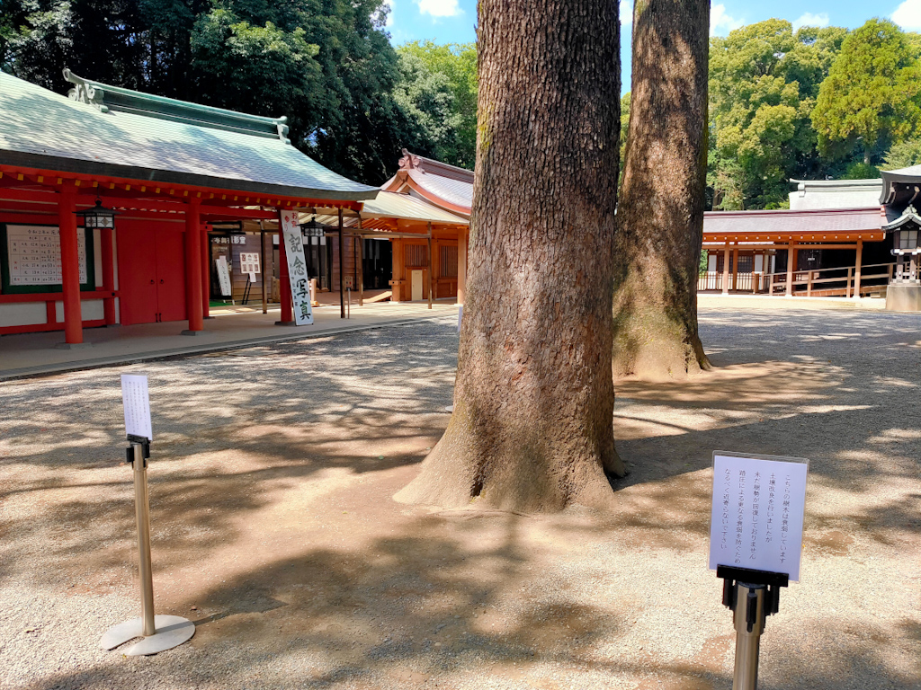 武蔵一宮 氷川神社 舞殿横の樹木に関する注意文を掲示